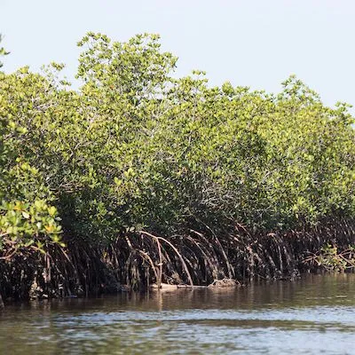 thumbnail for publication: The Impacts of Trimming Mangroves